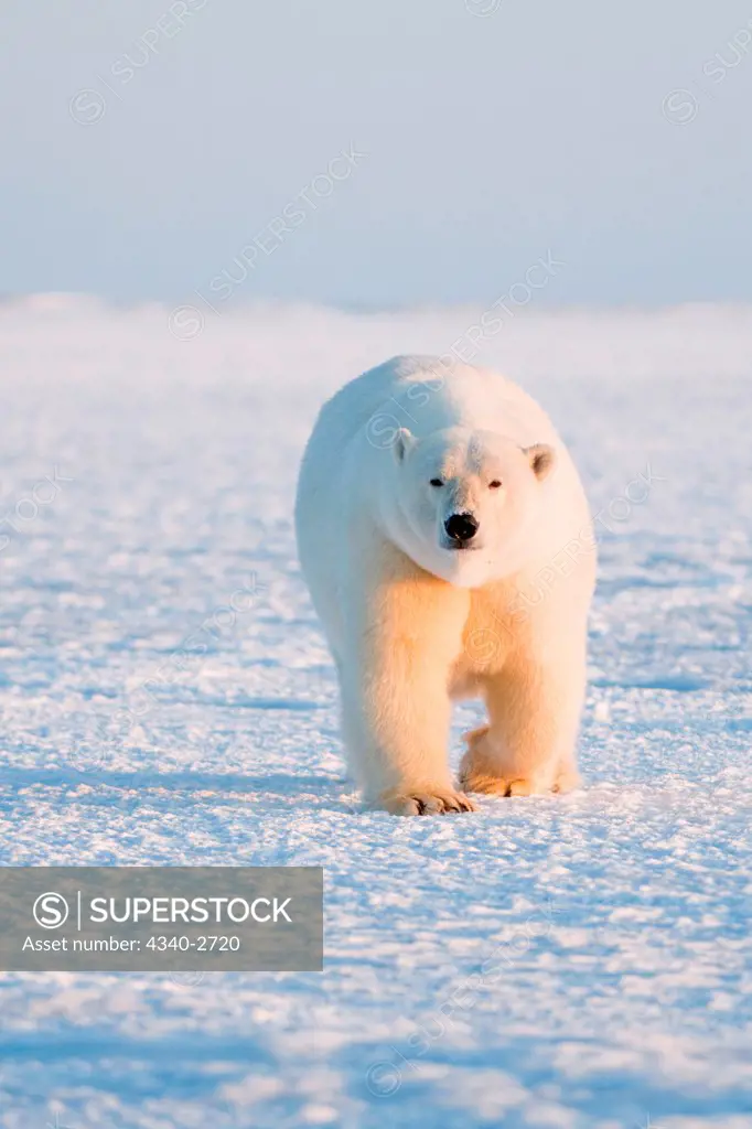 polar bear, Ursus maritimus, adult sow traveling across newly formed pack ice during fall freeze up, off the 1002 area of the Arctic National Wildlife Refuge, North Slope of the Brooks Range, Alaska, autumn