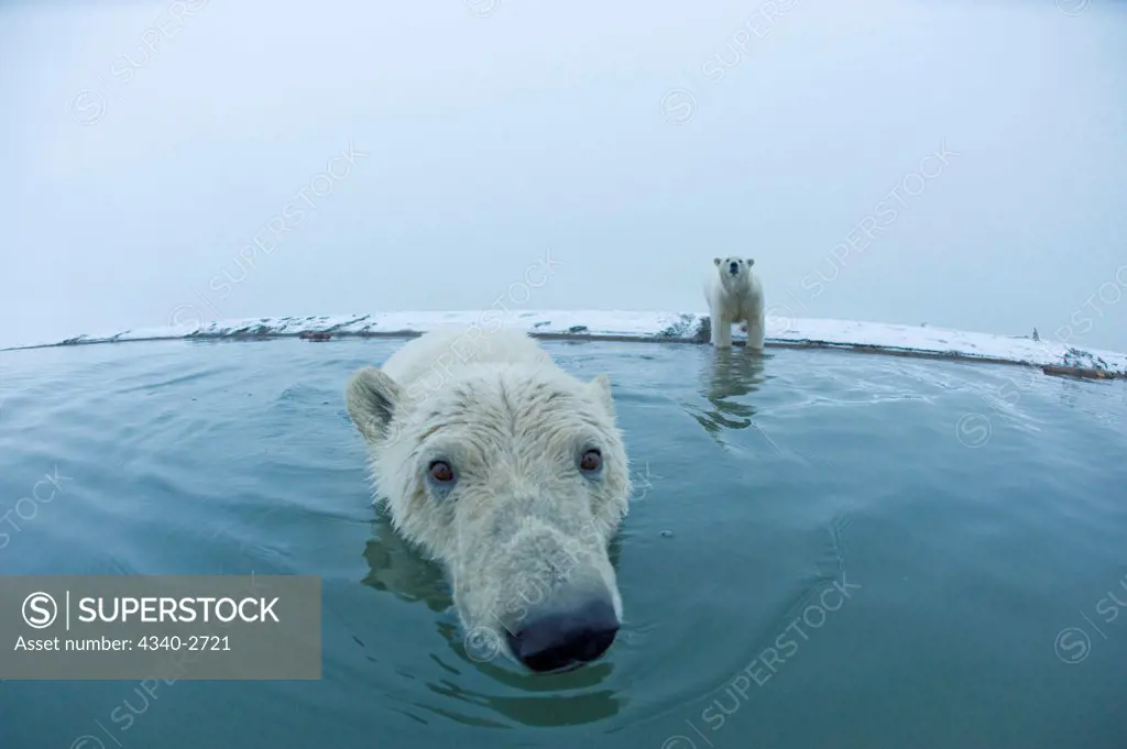 polar bear, Ursus maritimus, curirous cub in the water as its mother looks on from the beach, Bernard Spit, 1002 area of the Arctic National Wildlife Refuge, North Slope of the Brooks Range, Alaska