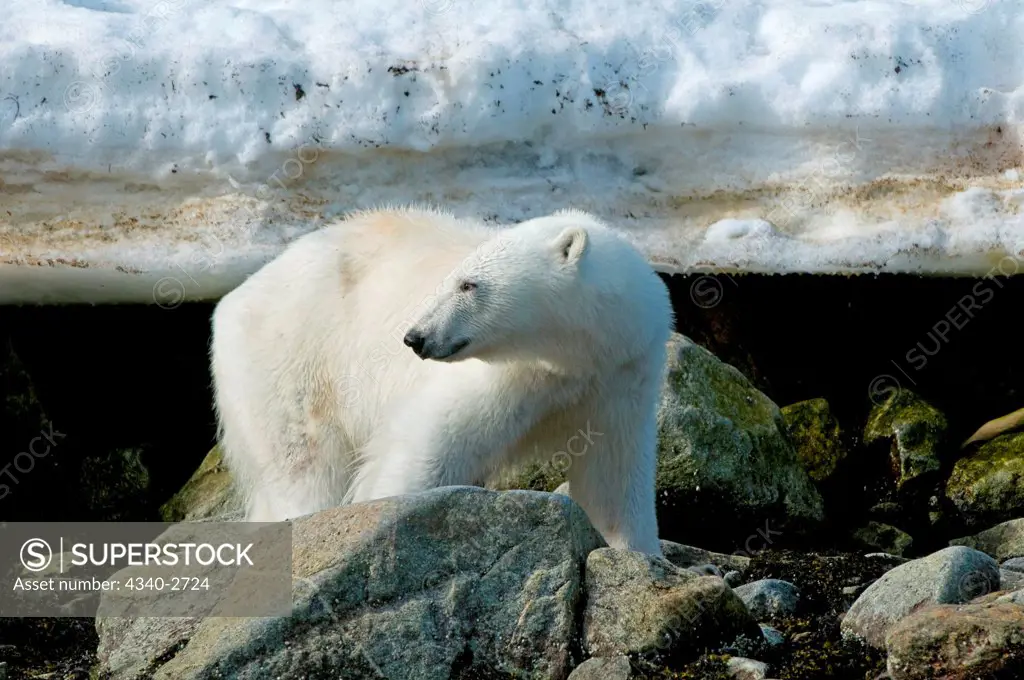 Polar bear (Ursus maritimus), walking on rocks, Sallyhammna, Spitsbergen, Svalbard Archipelago, Norway, Greenland Sea, Summer