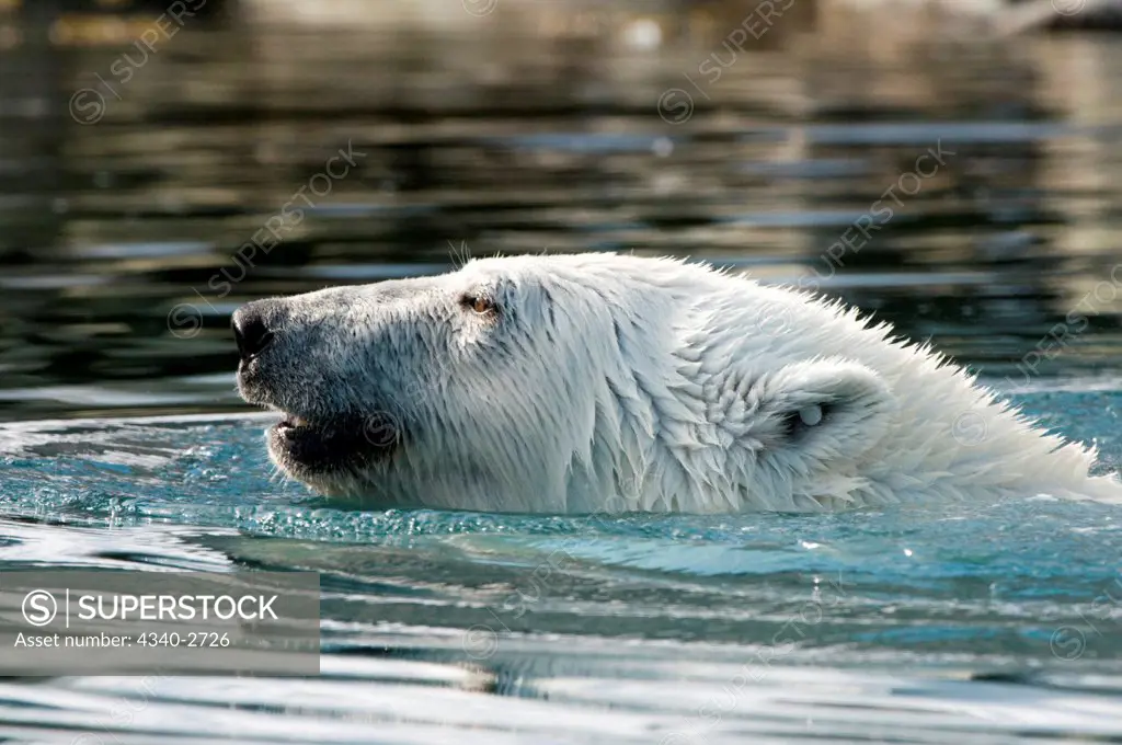 Polar bear (Ursus maritimus) profile of a boar swimming in Sallyhammna, Spitsbergen and the northwest coast of the Svalbard Archipelago, Norway, Greenland Sea, Summer