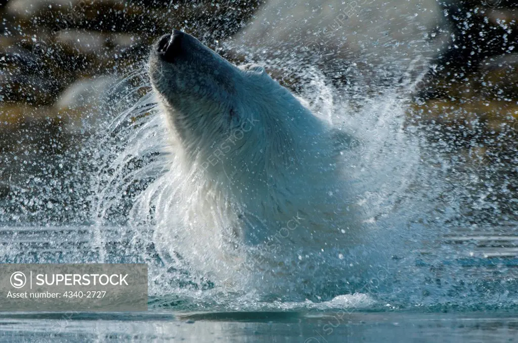 Polar bear (Ursus maritimus), boar shakes water off while feeding on the remains of a submerged fin whale carcass in Sallyhamna, Spitsbergen and the northwest coast of the Svalbard Archipelago, Norway, Greenland Sea, Summer