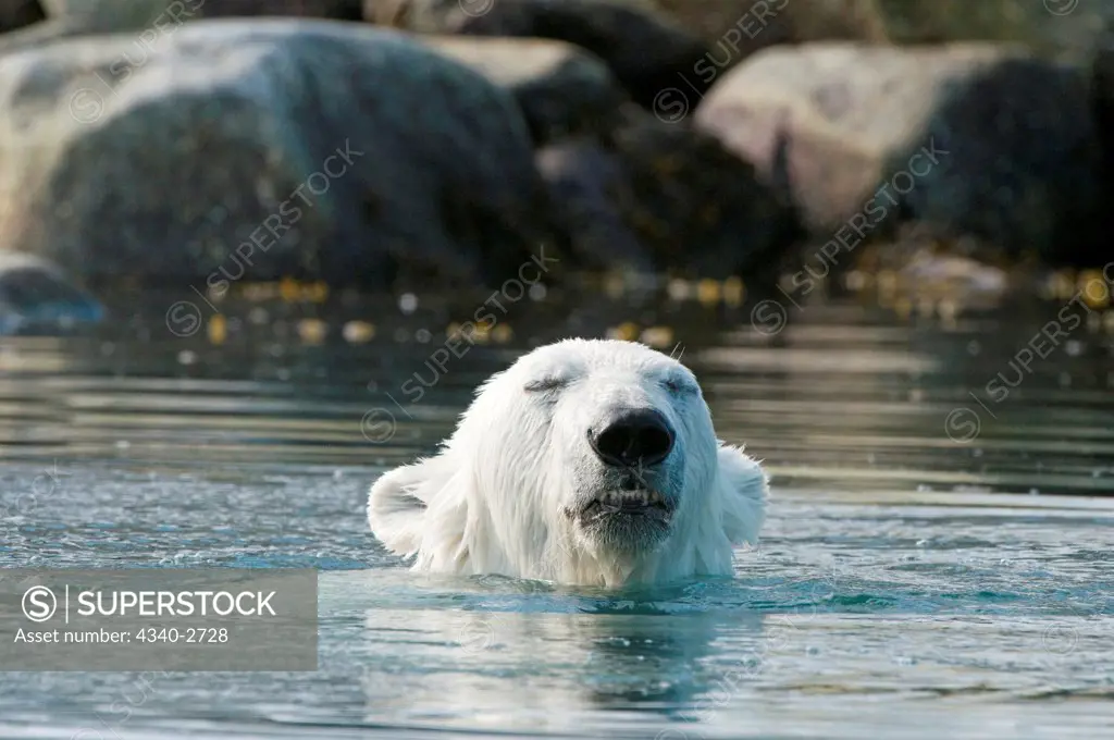 Polar bear (Ursus maritimus), profile of a boar swimming in the shallow water along Sallyhamna, Spitsbergen and the northwest coast of the Svalbard Archipelago, Norway, Greenland Sea, Summer