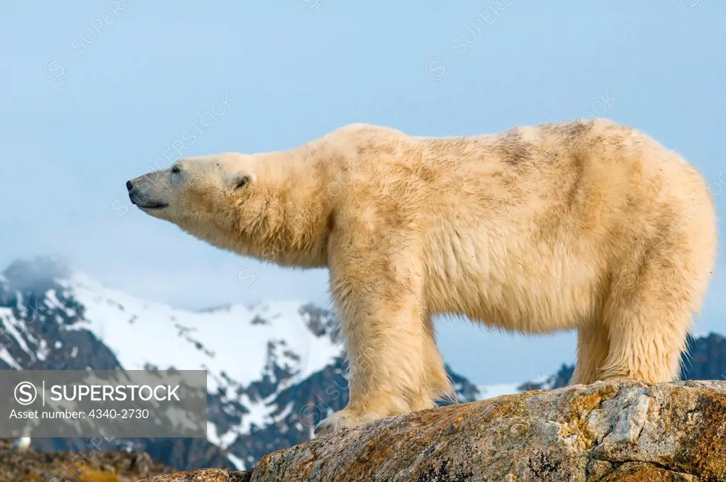Polar bear (Ursus maritimus), profile of an adult scenting the air, Fuglefjorden, along Spitsbergen and the northwest coast of the Svalbard Archipelago, Norway, Greenland Sea, Summer