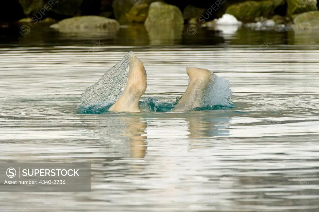 Polar bear (Ursus maritimus), boar dives down to feed on the remains of an underwater fin whale carcass in Sallyhammna, along Spitsbergen and the northwest coast of the Svalbard Archipelago, Norway, Greenland Sea, Summer
