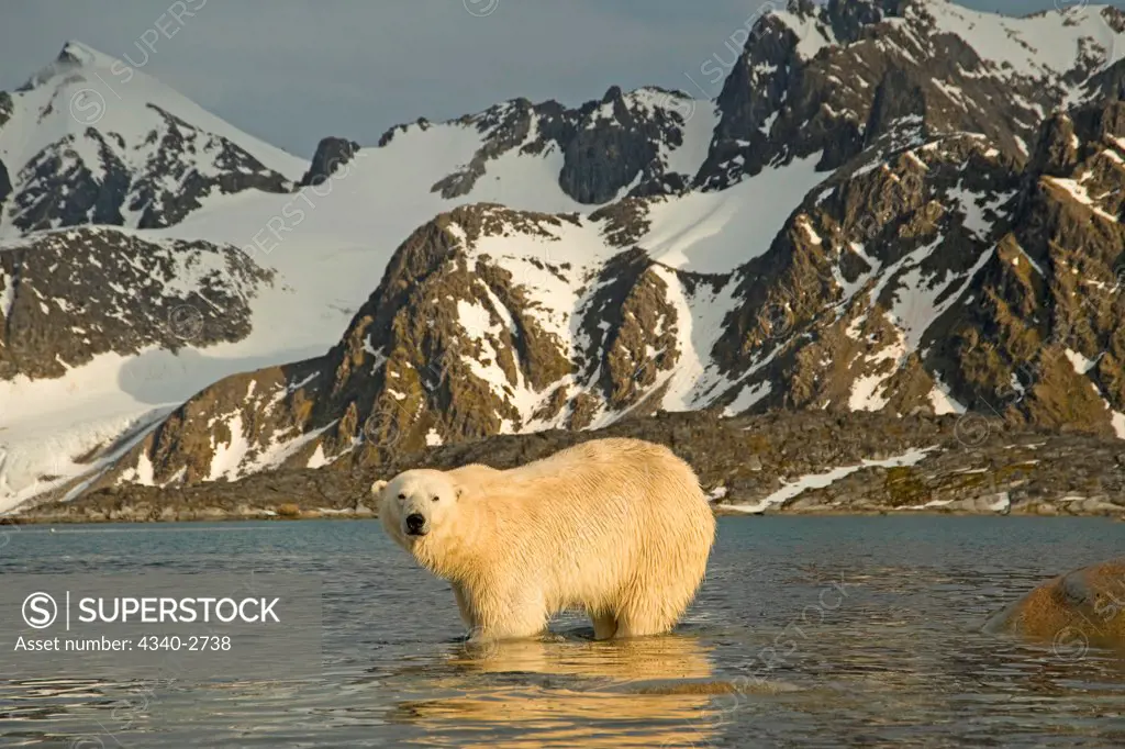 Polar bear (Ursus maritimus), in shallow waters along Fuglefjorden, Spitsbergen and the northwest coast of the Svalbard Archipelago, Norway, Greenland Sea, Summer