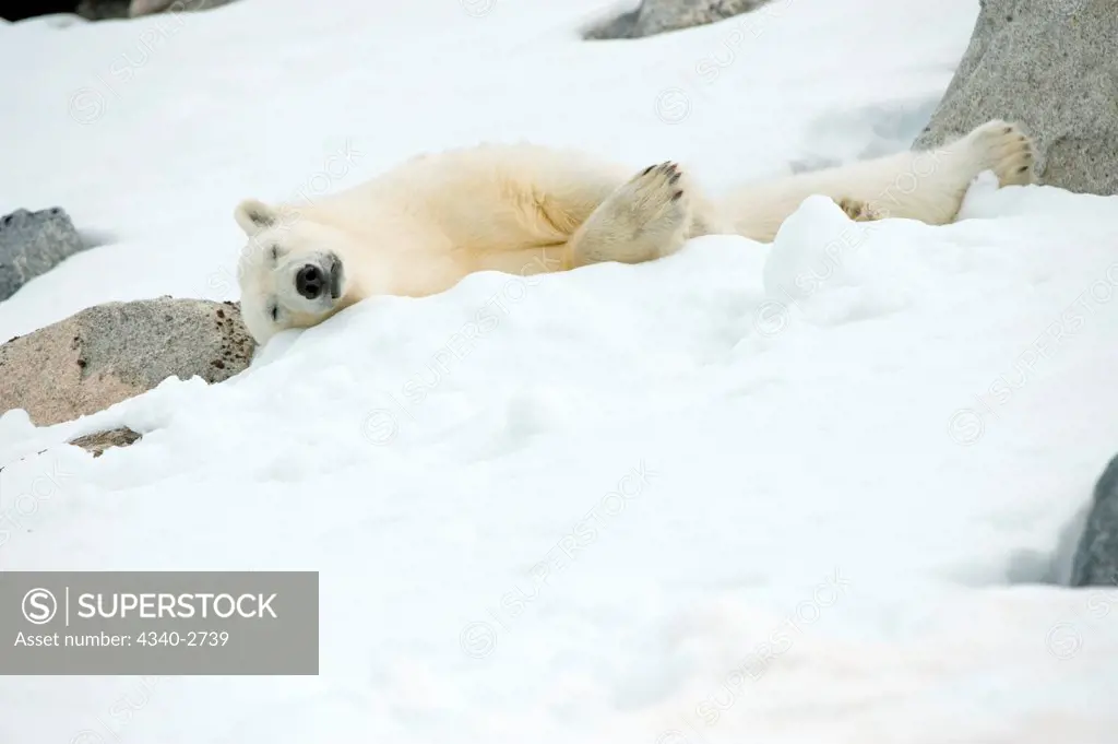 Polar bear (Ursus maritimus), boar rests on glacier ice along Fuglefjorden, Spitsbergen and the northwest coast of the Svalbard Archipelago, Norway, Greenland Sea, Summer