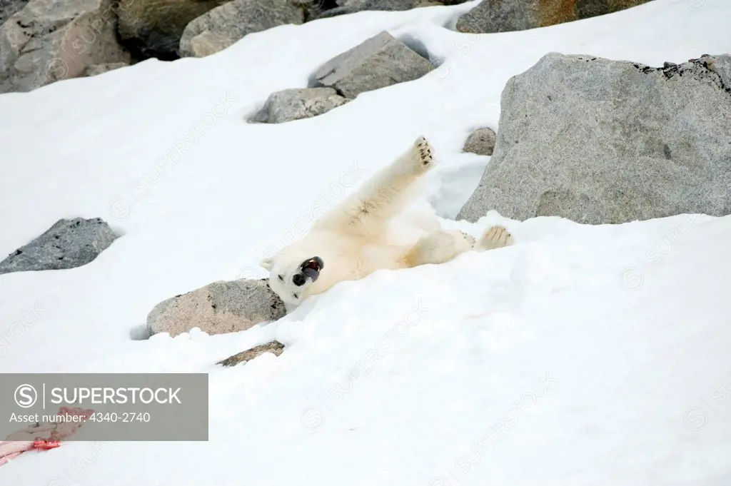 Polar bear (Ursus maritimus), boar rests on glacier ice as it takes a break from feeding on a bearded seal (Erignathus barbatus) catch, Fuglefjorden, along Spitsbergen and the northwest coast of the Svalbard Archipelago, Norway, Greenland Sea, Summer