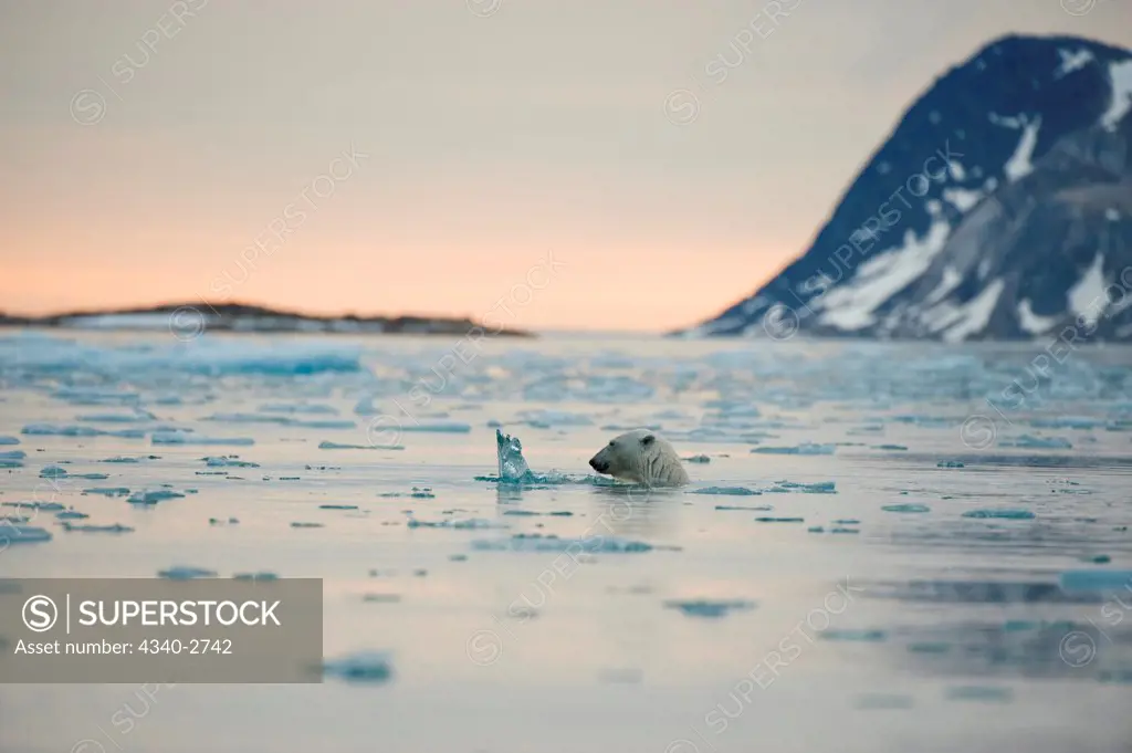 Polar bear (Ursus maritimus), boar swims in waters off Fuglefjorden, Spitsbergen and the northwest coast of the Svalbard Archipelago, Norway, Greenland Sea, Summer