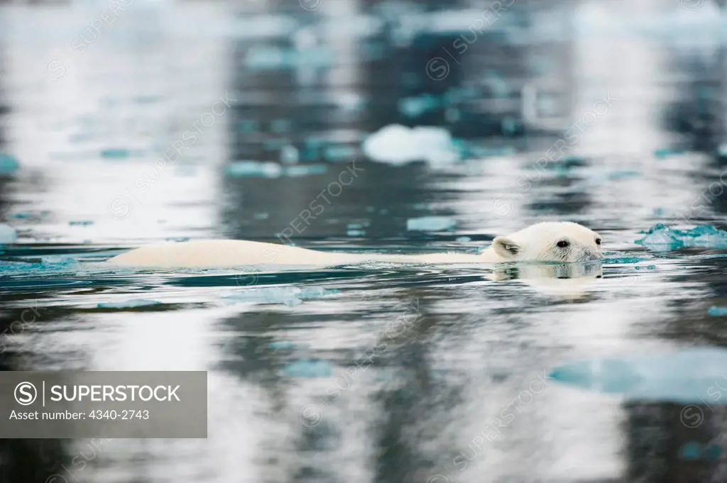 Polar bear (Ursus maritimus), boar swims in an icy inlet along Spitsbergen and the northwest coast of the Svalbard Archipelago, Norway, Greenland Sea, Summer