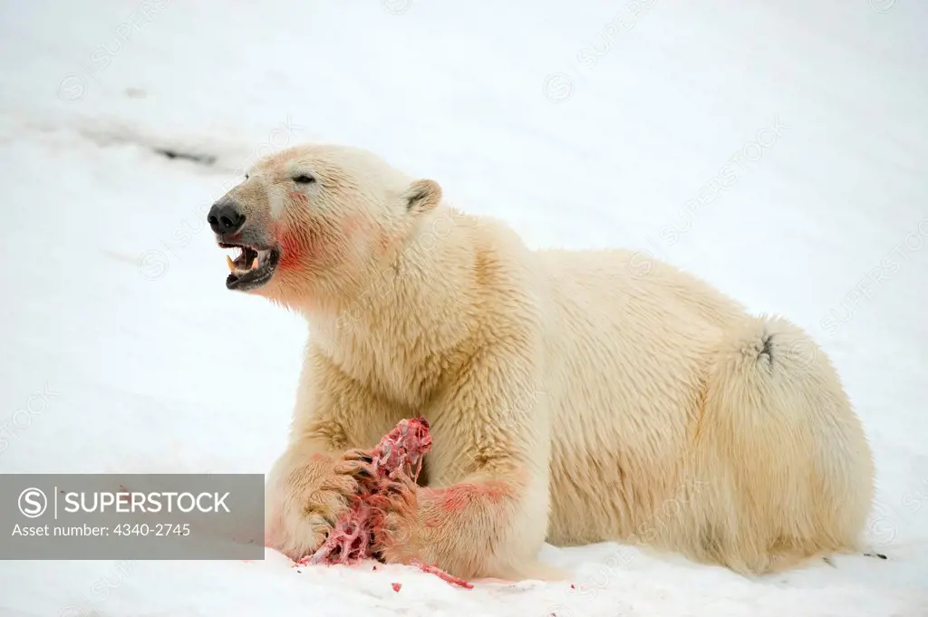 Polar bear (Ursus maritimus), boar feeds on a bearded seal (Erignathus barbatus) pup carcass, along Fuglefjorden, Spitsbergen and the northwest coast of the Svalbard Archipelago, Norway, Greenland Sea, Summer
