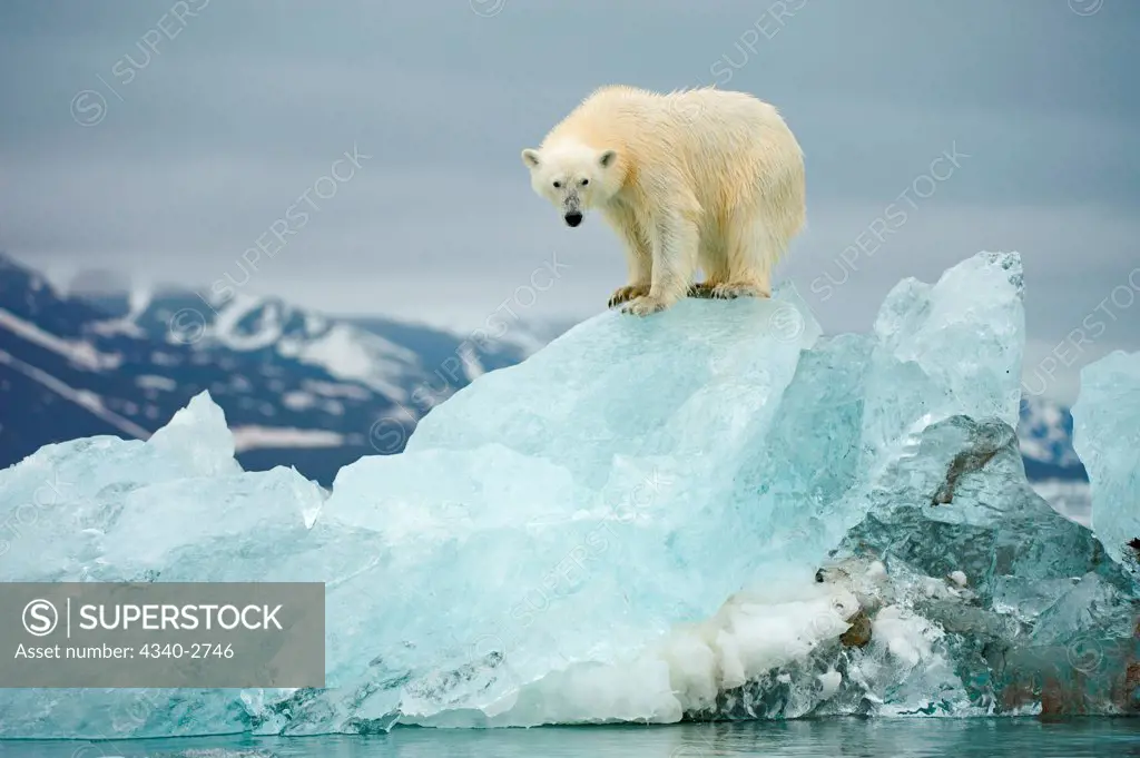 Polar bear (Ursus maritimus), perches atop a melting glacial ice floe along Woodfjorden, Spitsbergen and the northwest coast of the Svalbard Archipelago, Norway, Greenland Sea, Summer
