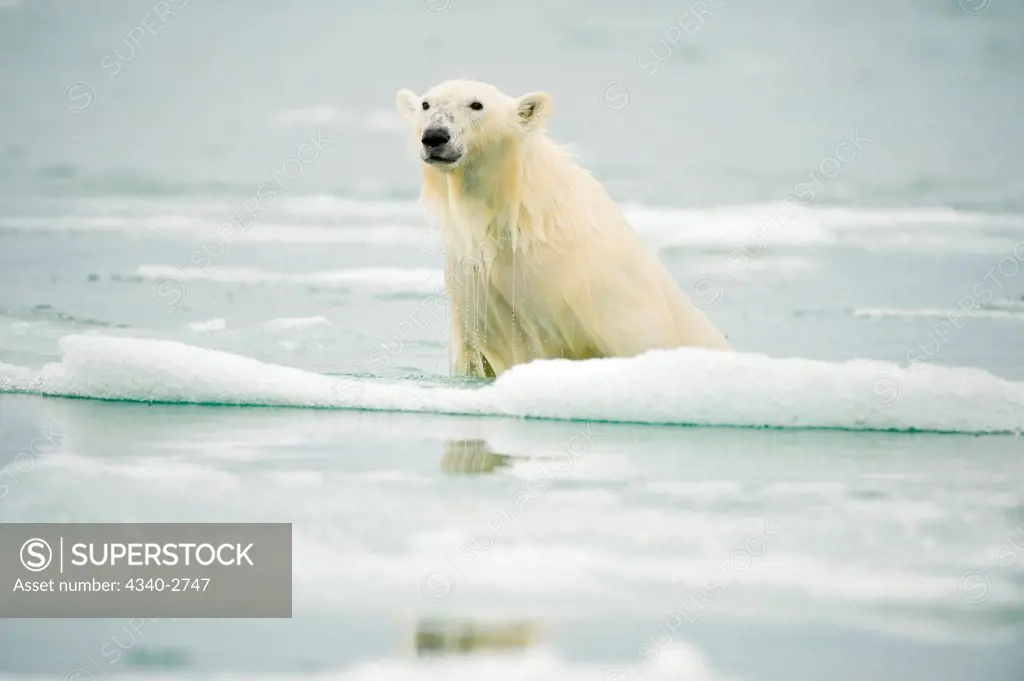 Polar bear (Ursus maritimus), climbs onto a piece of melting glacial ice floe, along Spitsbergen and the northwest coast of the Svalbard Archipelago, Norway, Greenland Sea, Summer