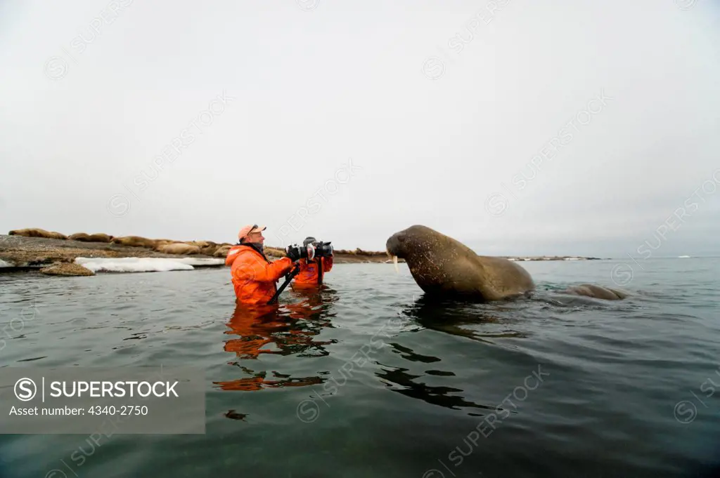 Photographers shoot a curious young bull walrus (Odobenus rosmarus), Nordaustlandet, Spitsbergen and the northwest coast of the Svalbard Archipelago, Norway, Arctic Ocean, Summer