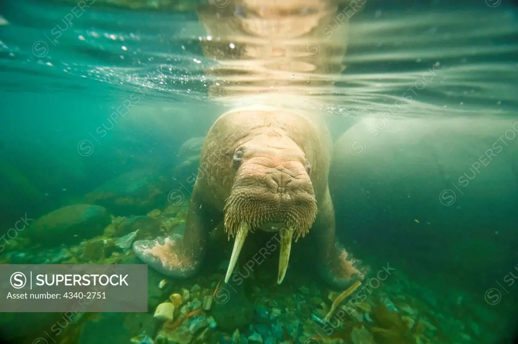 Walrus (Odobenus rosmarus), curious young bull approaches underwater, along Spitsbergen and the northwest coast of the Svalbard Archipelago, Norway, Arctic Ocean, Summer