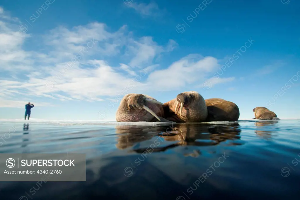 Walrus (Odobenus rosmarus), group rests on sea ice under a sunny summer sky, in Nordaustlandet, along Spitsbergen and the northwest coast of the Svalbard Archipelago, Norway, Arctic Ocean, Summer