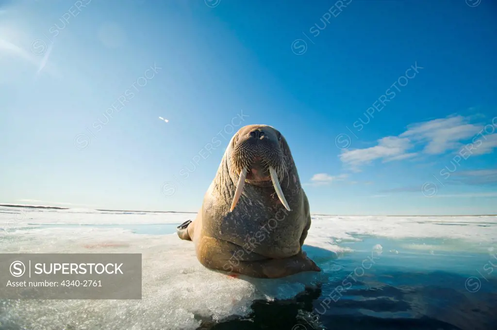 A large bull walrus (Odobenus rosmarus), rests on pack ice under a sunny sky, Nordaustlandet, along Spitsbergen and the northwest coast of the Svalbard Archipelago, Norway, Arctic Ocean, Summer