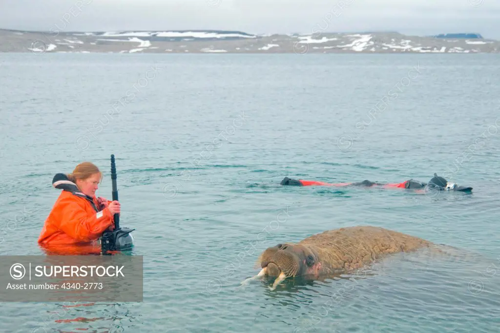 Photographers shoots a small herd of curious bull walrus (Odobenus rosmarus) from underwater, Nordaustlandet, along Spitsbergen and the northwest coast of the Svalbard Archipelago, Norway, Arctic Ocean, Summer