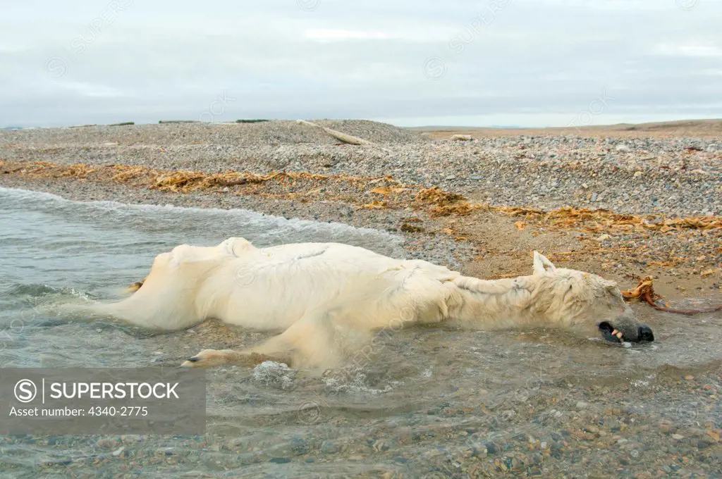 Remains of an emaciated adult polar bear (Ursus maritimus), decomposing on a shore along Spitsbergen and the northwest coast of the Svalbard Archipelago, Norway, Greenland Sea, Summer