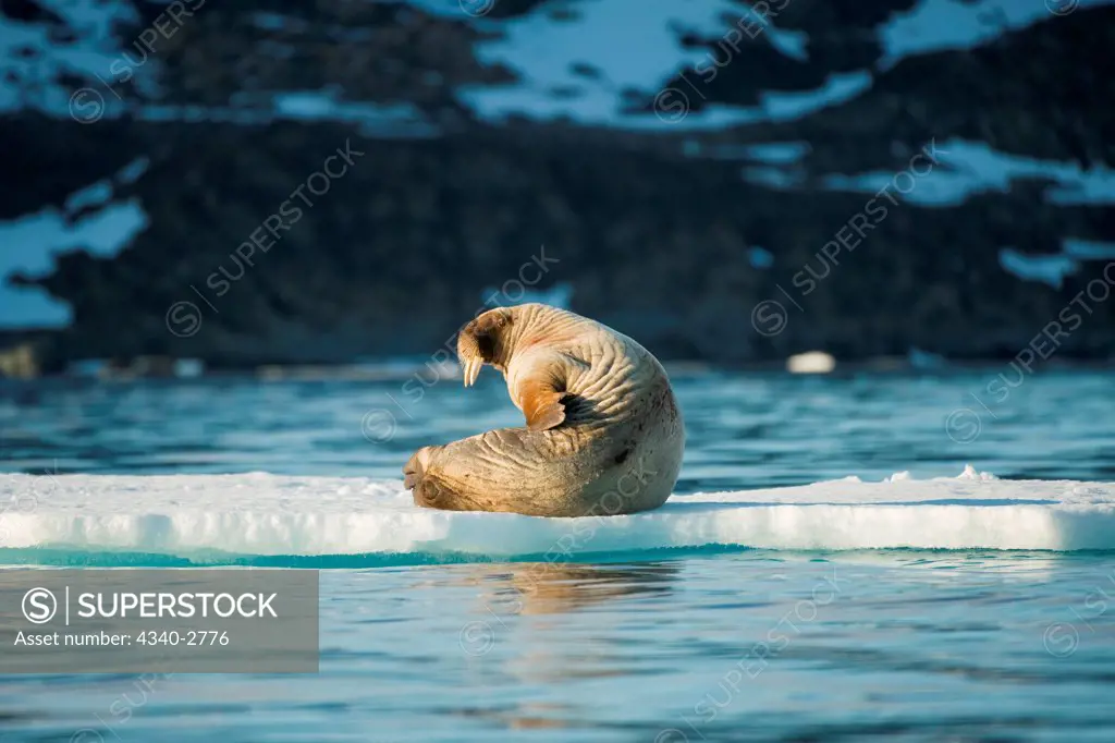 Walrus (Odobenus rosmarus), young bull scratches and suns itself on an ice floe floating in Zeipelbukta, along Spitsbergen and the northwest coast of the Svalbard Archipelago, Norway, Greenland Sea, Summer