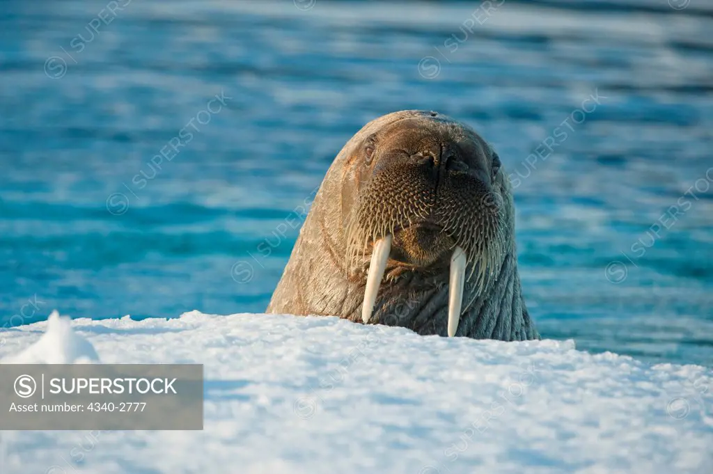 Walrus (Odobenus rosmarus), curious young bull peeks over an ice floe floating in Zeipelbukta, along Spitsbergen and the northwest coast of the Svalbard Archipelago, Norway, Greenland Sea, Summer