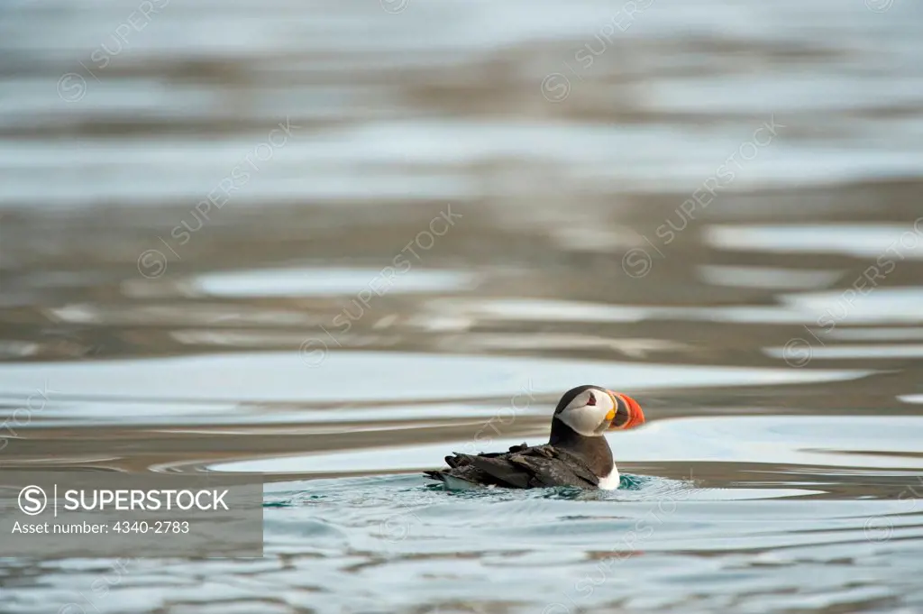 Atlantic puffin (Fratercula arctica), adult swimming in waters off Spitsbergen and the northwest coast of the Svalbard Archipelago, Norway, Greenland Sea, Summer