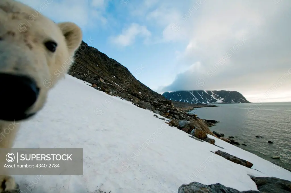 Polar bear (Ursus maritimus), curious adult investigates a remote camera along a snowy hillside on Spitsbergen and the northwest coast of the Svalbard Archipelago, Norway, Greenland Sea, Summer