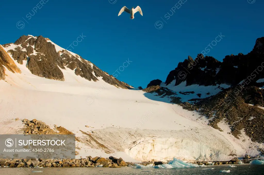 Seagull in flight above a rocky glacier landscape, along Spitsbergen and the northwest coast of Svalbard, Norway, Summer