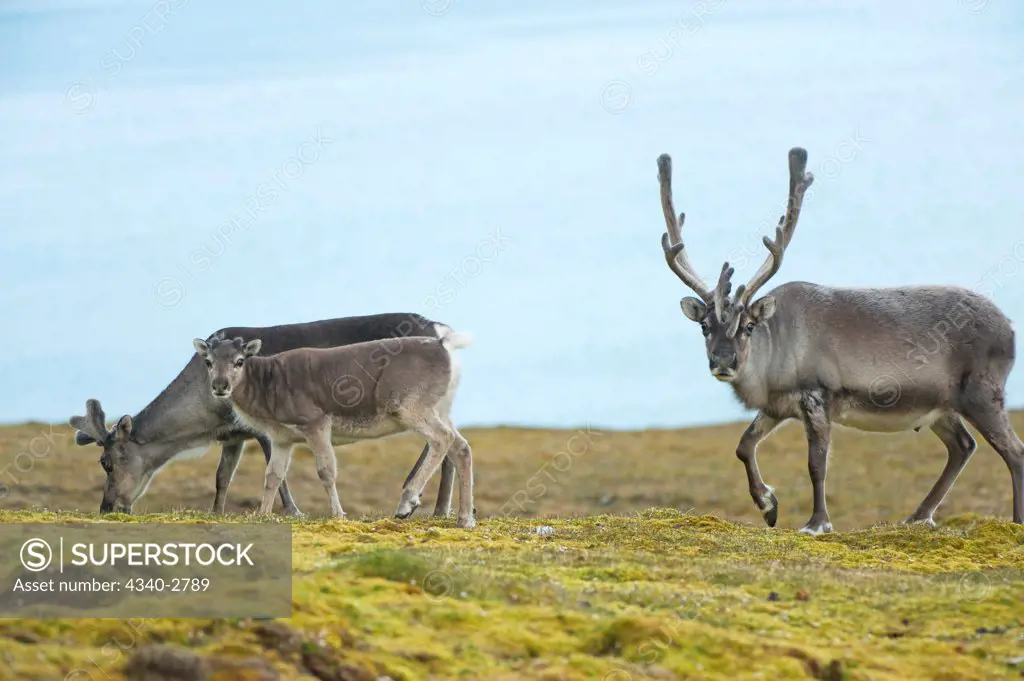 Svalbard reindeer (Rangifer tarandus platyrhynchus), a small subspecies of Rangifer tarandus, buck, cow and calf forage on tundra vegetation, St. Jonsfjorden, northwestern Spitsbergen, Svalbard Archipelago, Norway, summer Ê
