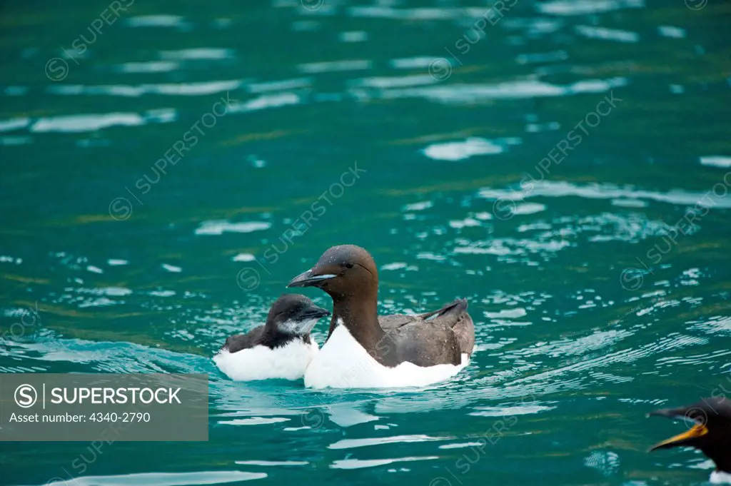 Brunnich's guillemot (Uria lomvia), adult with chick swims in waters along St. Jonsfjorden, Spitsbergen and the northwest coast of Svalbard, Norway, Summer
