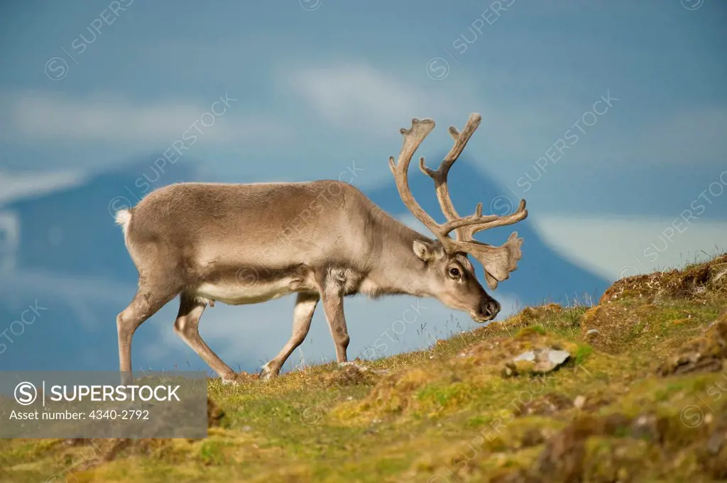 Svalbard reindeer (Rangifer tarandus platyrhynchus), a small subspecies of Rangifer tarandus, adult buck forages on tundra vegetation, St. Jonsfjorden, northwestern Spitsbergen, Svalbard Archipelago, Norway, summer Ê