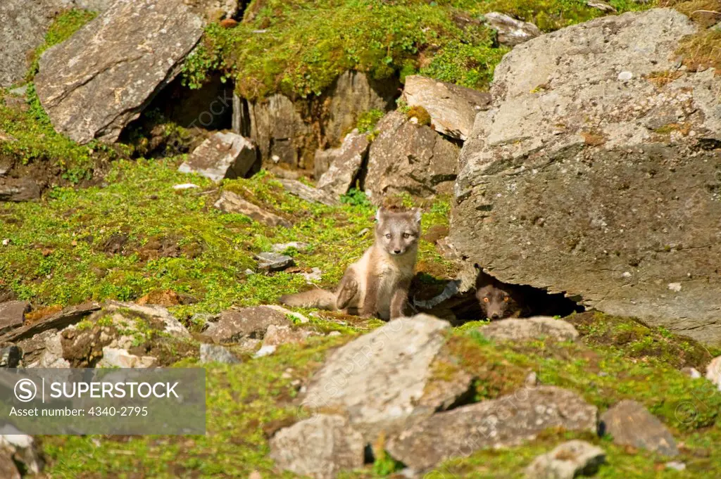 Arctic fox (Alopex lagopus), kits, one in blue phase, around their den in rocky tundra, along the northwestern coast of Spitsbergen and the Svalbard Archipelago, Norway, Summer