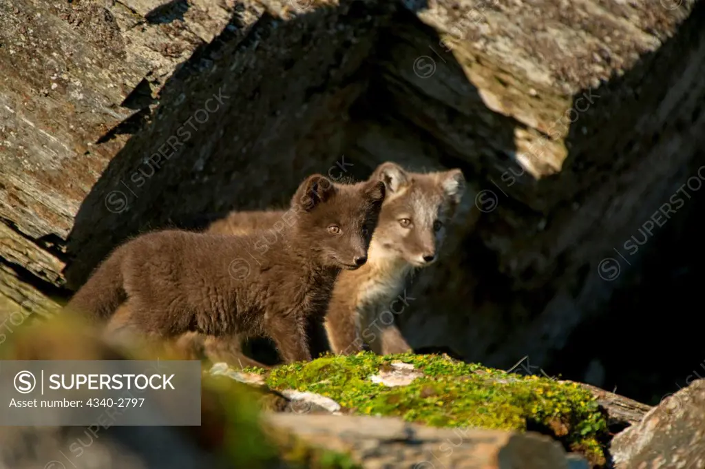 Arctic fox (Alopex lagopus), kits, one in blue phase, outside their den in rocky tundra, along the northwestern coast of Spitsbergen and the Svalbard Archipelago, Norway, Summer