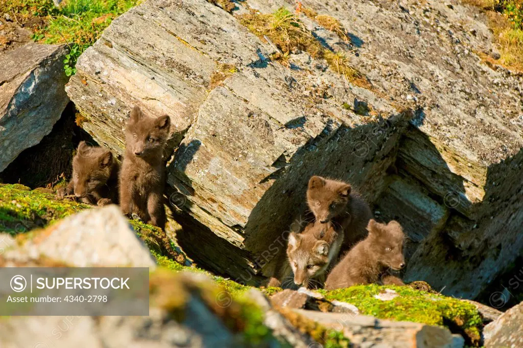 Arctic fox (Alopex lagopus), in blue phase, kits outside their den along the northwestern coast of Spitsbergen and the Svalbard Archipelago, Norway, Arctic Ocean, Summer