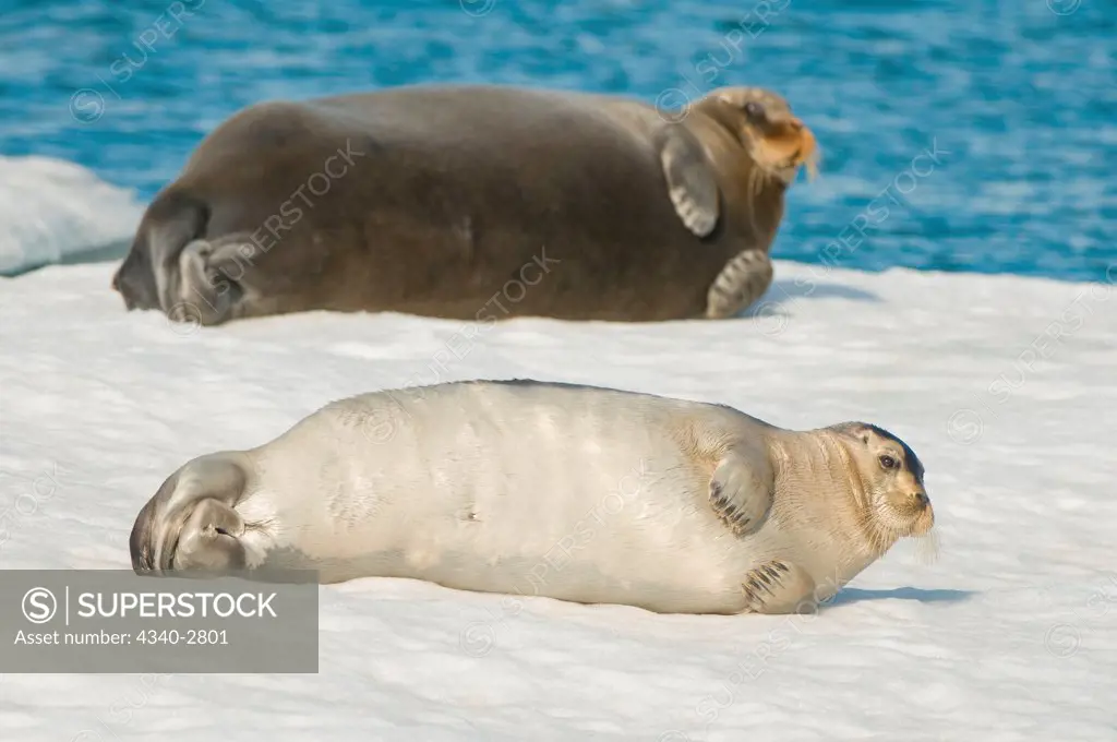 Bearded seal (Erignathus barbatus), cow with pup rest on sea ice floating off the arctic coast of Spitsbergen, Svalbard Archipelago, Norway, Summer