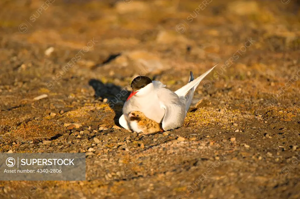 Arctic tern (Sterna paradisaea), adult with a chick on their tundra nest Longyearbyen, Spitsbergen, Svalbard Archipelago, Norway, Summer