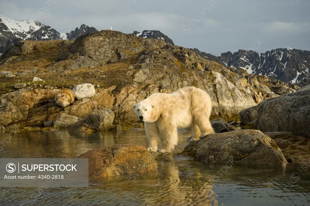 Norway, Svalbard Archipelago, Spitsbergen, Fuglefjorden, Polar bear (Ursus maritimus) standing on rocks