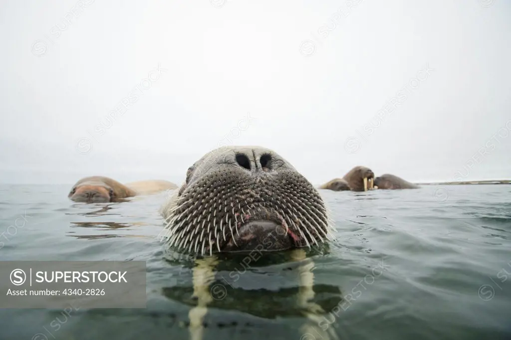 Norway, Svalbard Archipelago, Arctic Ocean, Walrus (Odobenus rosmarus) in waters along Nordaustlandet, Spitsbergen