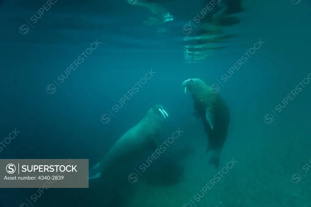 Norway, Svalbard Archipelago, Arctic Ocean, Walrus (Odobenus rosmarus), pair of bulls underwater, along Nordaustlandet