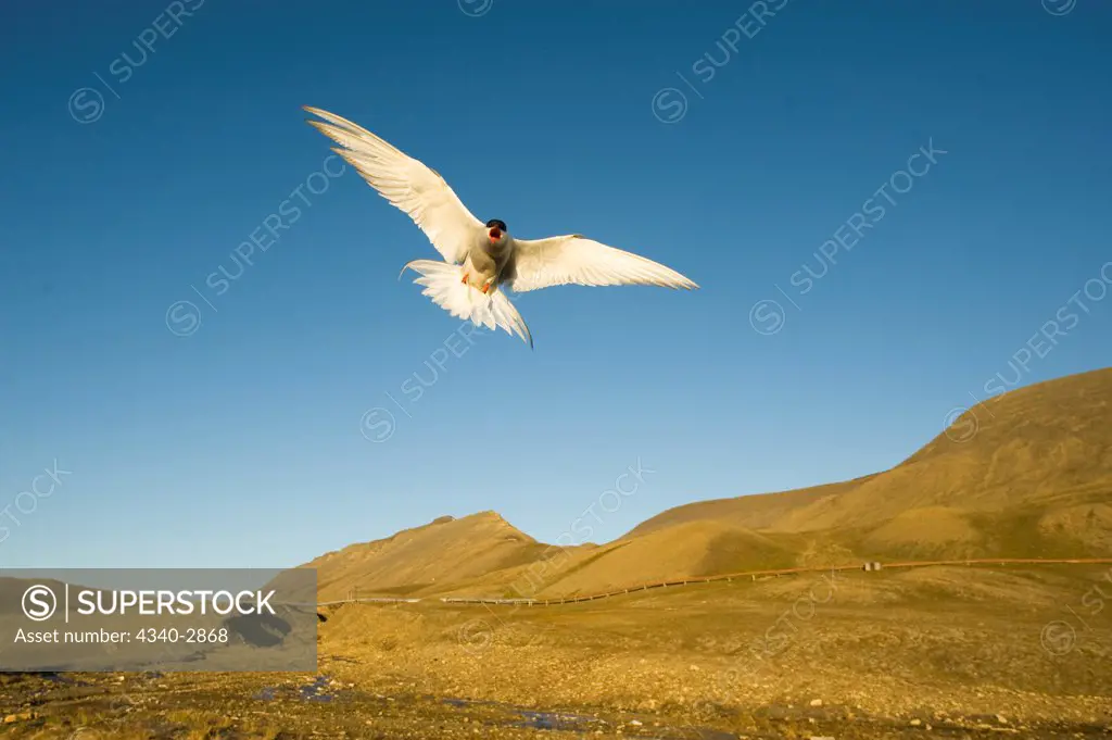Norway, Svalbard Archipelago, Arctic Ocean, Arctic tern (Sterna paradisaea) in flight outside settlement of Longyearbyen, Spitsbergen,