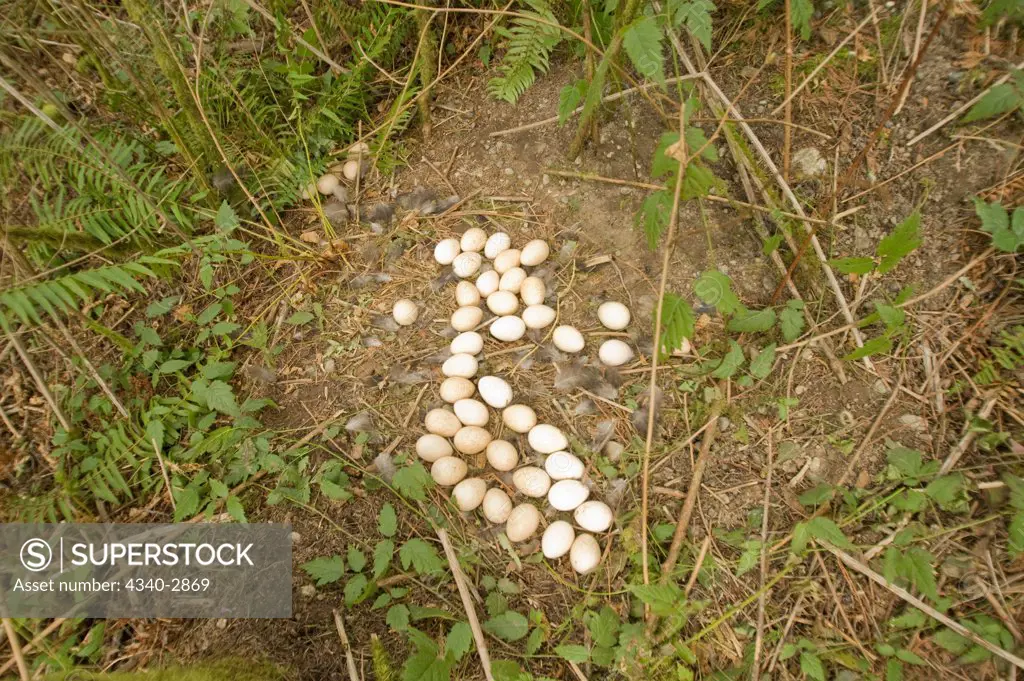 USA, Washington, Poulsbo, Heritage turkey eggs in pair of nests