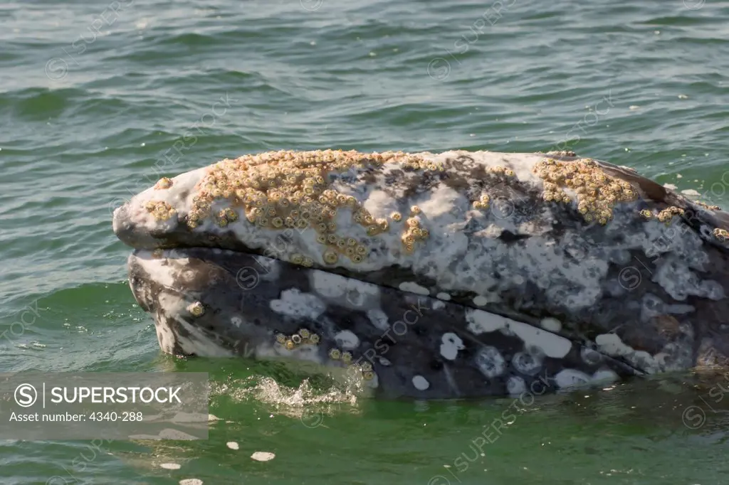 Mouth of a Gray Whale