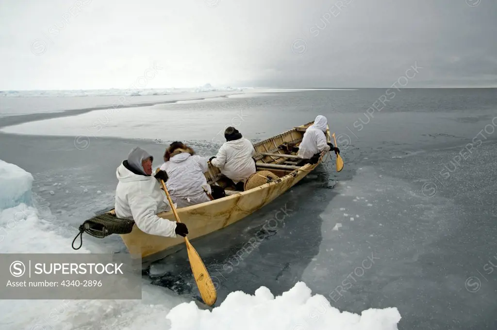 USA, Alaska, Inupiaq whalers padding their umiak