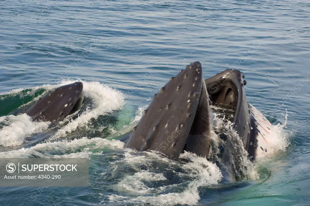 Pair of Humpback Whales Feeding