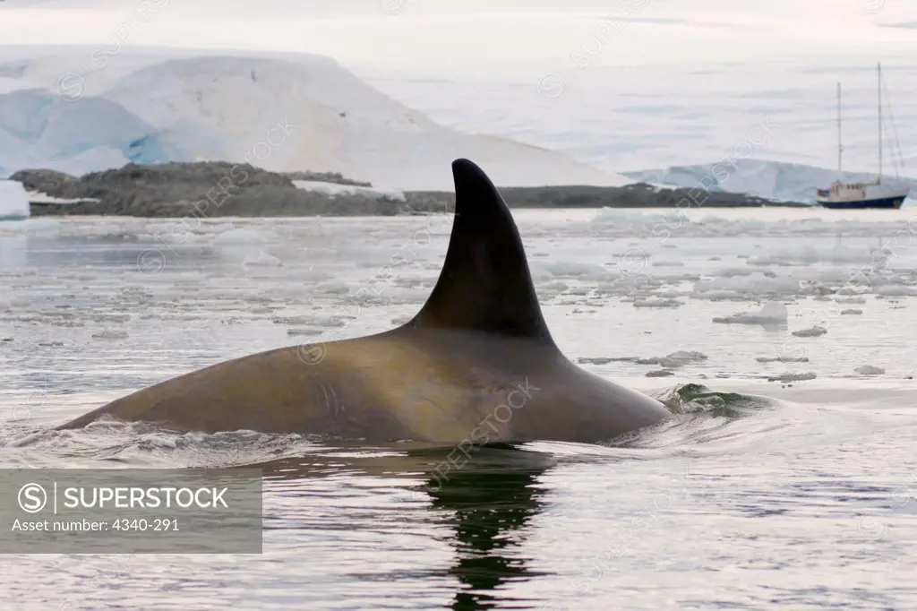 Dorsal Fin of Killer Whale Swimming Off Antarctic Peninsula