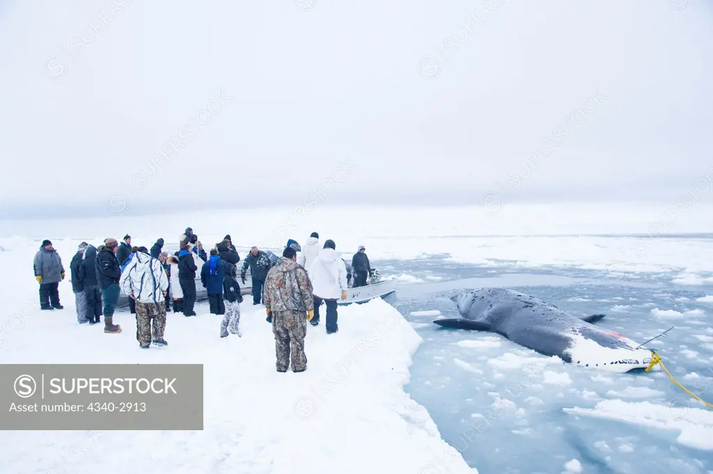 USA, Alaska, Chukchi Sea, offshore from Barrow, Inupiaq subsistence whalers preparing to pulling up bowhead whale (Balaena mysticetus)