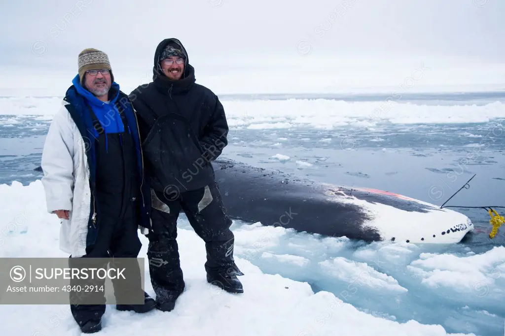 USA, Alaska, Chukchi Sea, offshore from Barrow, Inupiaq whaling captain and his son with their bowhead whale, (Balaena mysticetus)