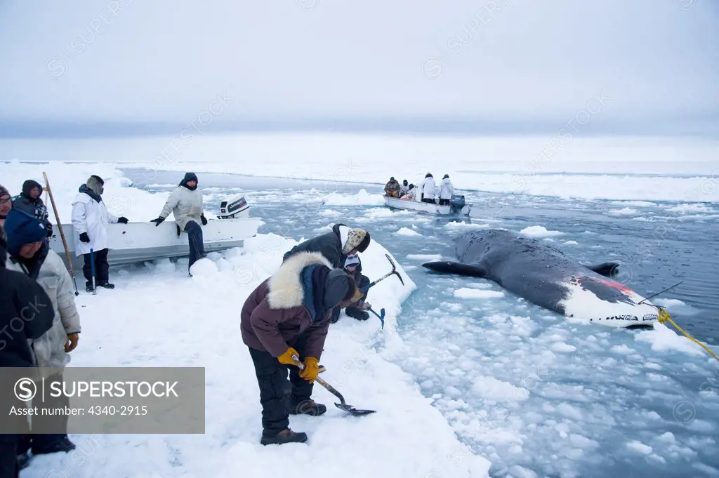 USA, Alaska, Chukchi Sea, offshore from Barrow, Inupiaq subsistence whalers preparing to pulling up bowhead whale (Balaena mysticetus)
