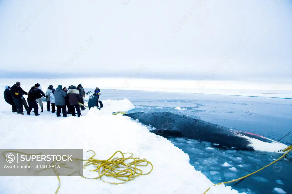 USA, Alaska, Chukchi Sea, offshore from Barrow, Inupiaq subsistence whalers pulling up bowhead whale (Balaena mysticetus)