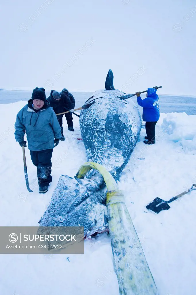 USA, Alaska, Chukchi Sea, offshore from Barrow, Inupiaq subsistence whalers butcher bowhead whale (Balaena mysticetus)