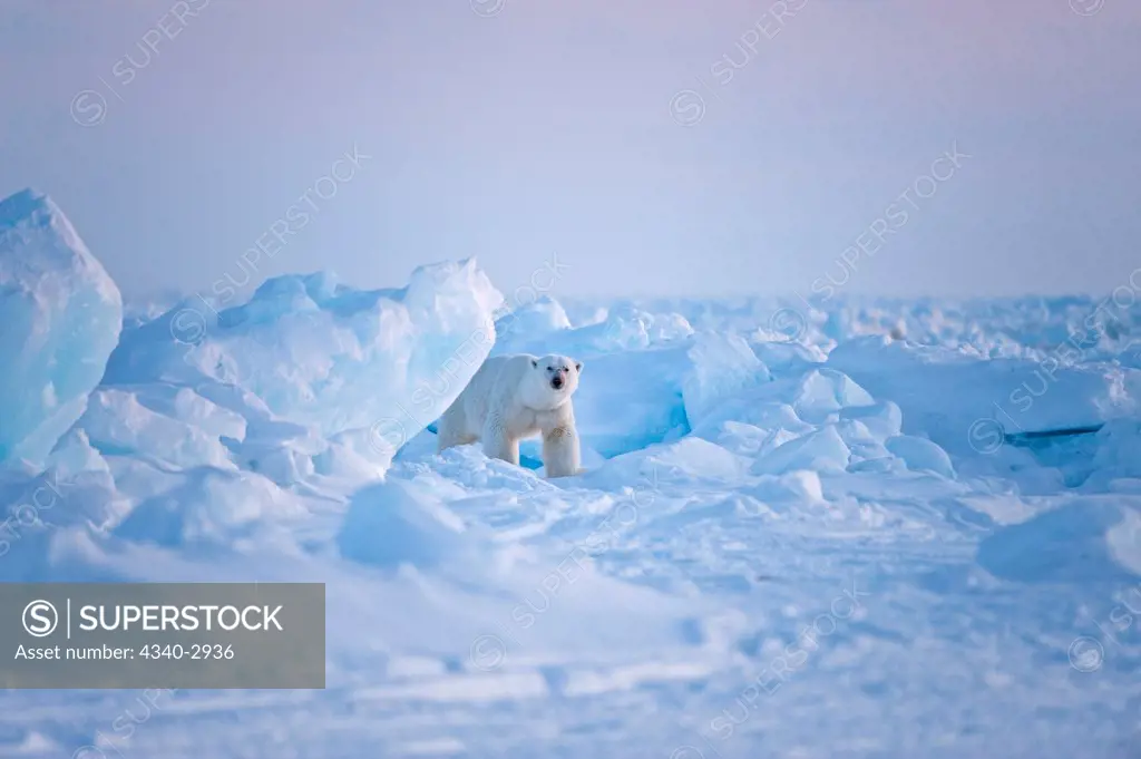 USA, Alaska, Chukchi Sea, offshore from Barrow, Polar bear (Ursus maritimus), large bear traveling through rough jumbled pack ice over Chukchi Sea, spring
